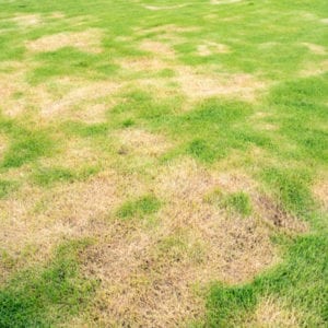 brown patches of grass