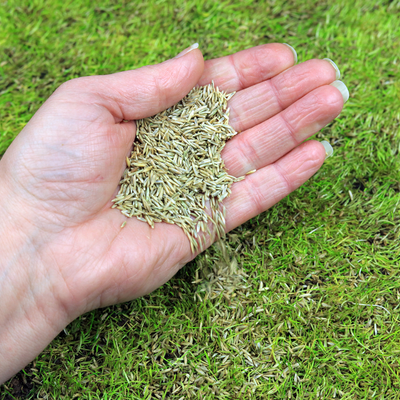 grass seed being spread by hand